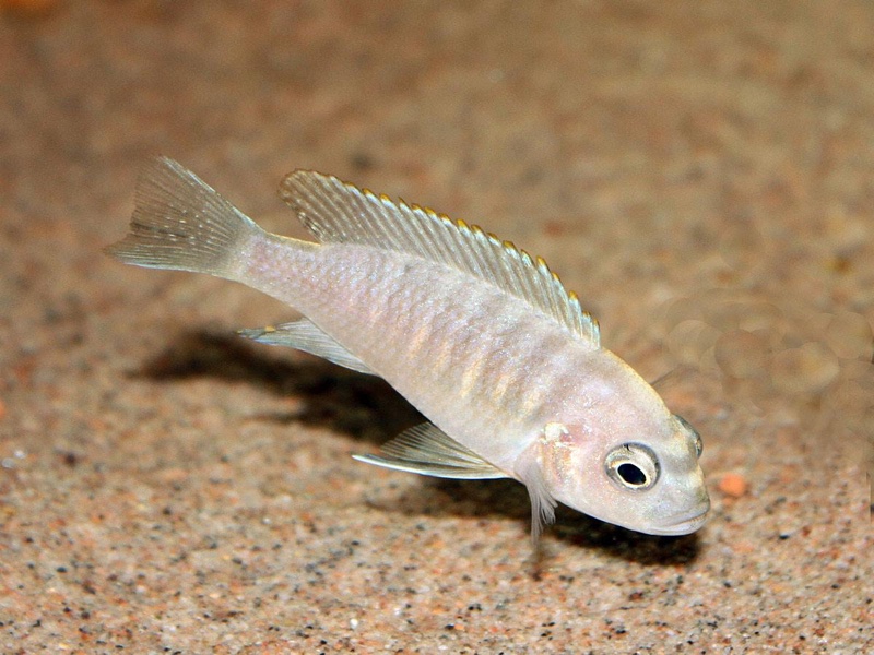 Cynotilapia sp. 'lion ntekete' Liwani